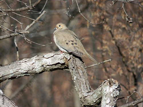 Mourning Dove on a Branch