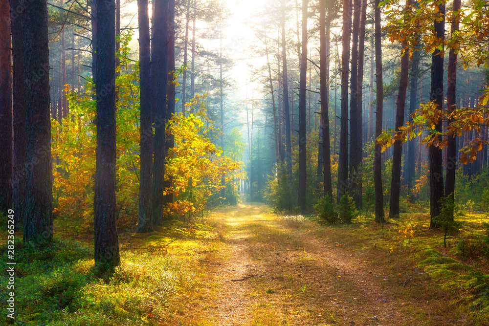 Fototapeta premium Sunny autumn forest. Scenery forest. Fall. Trees in sunlight. Autumn nature landscape