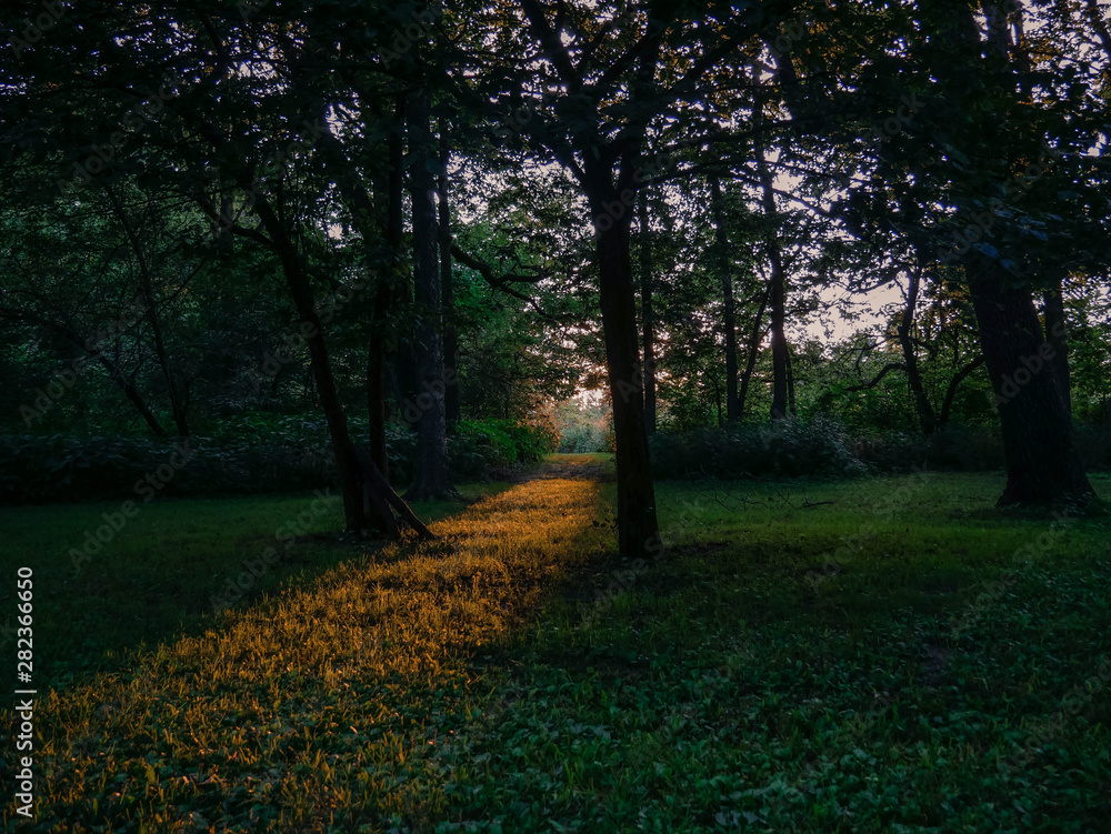 Sunset in the woods