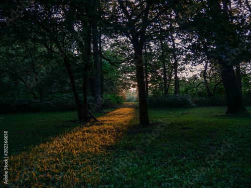 Fototapeta Naklejka Na Ścianę i Meble -  Sunset in the woods
