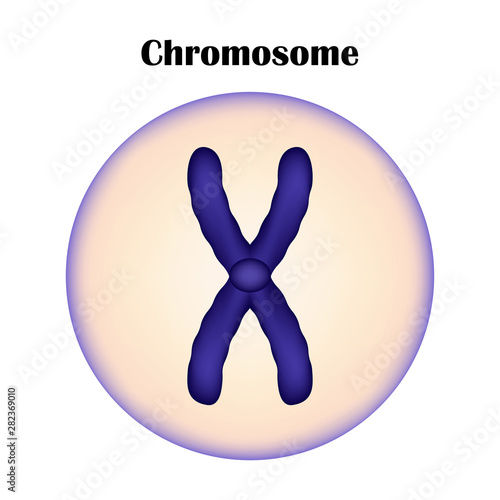 Vector illustration image of Chromosome  structure