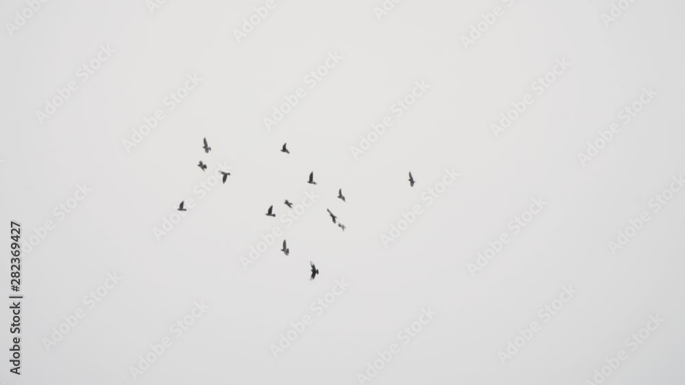 Birds flying in the sky, slow-motion, 1080 120p