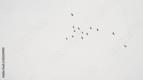 Birds flying in empty sky slow-motion