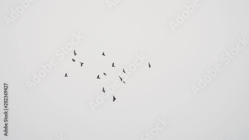Birds flying in the sky, slow-motion, 1080 120p