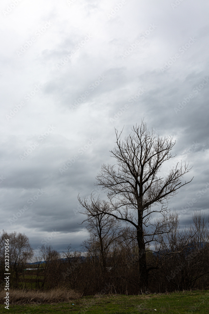 Trees on grass field