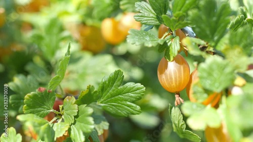 Ripe juicy gooseberries hanging on the branches of a bush. Gardening. Tasty and healthy fruits