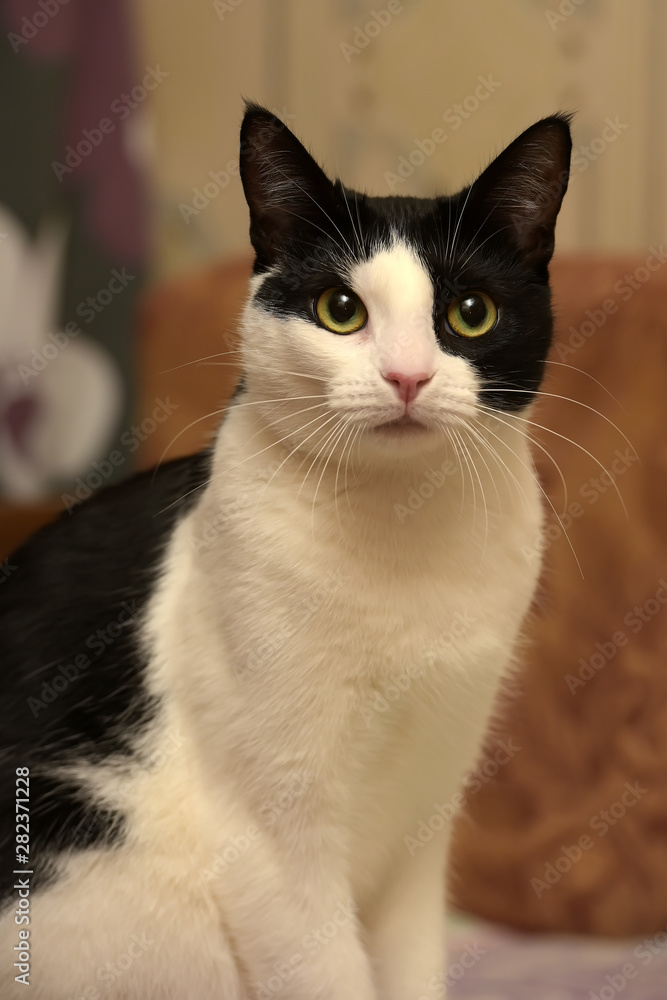 Black and white deals shorthair