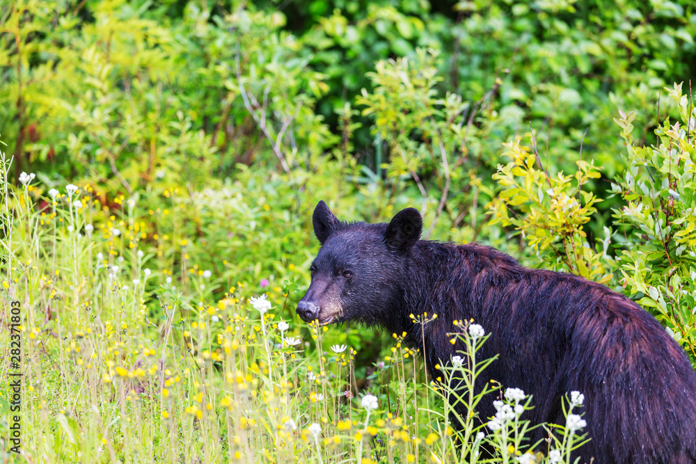Black bear Black bear