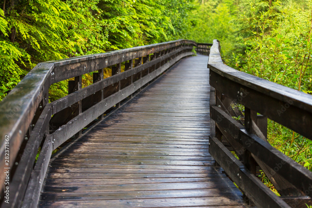 Boardwalk in the forest