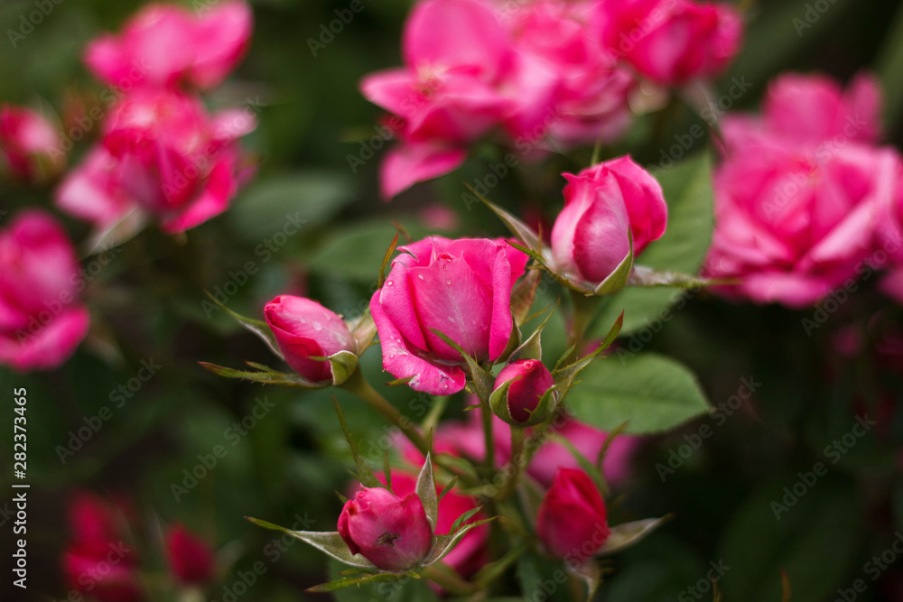 pink flowers in the garden