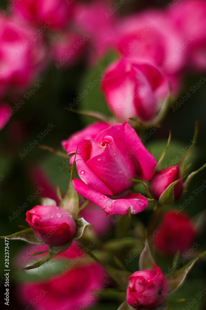 Pink roses in the garden of pink roses. Pink roses in the garden of pink roses.