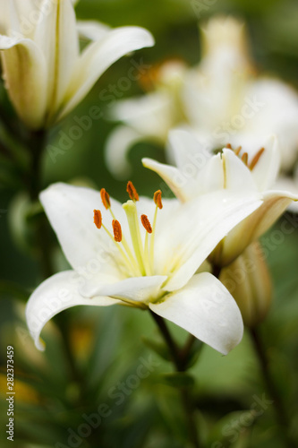 lily on green background