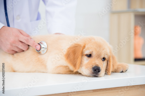 Fototapeta Naklejka Na Ścianę i Meble -  Sick dog face expression while veterinarian checking dog by stethoscope in vet clinic