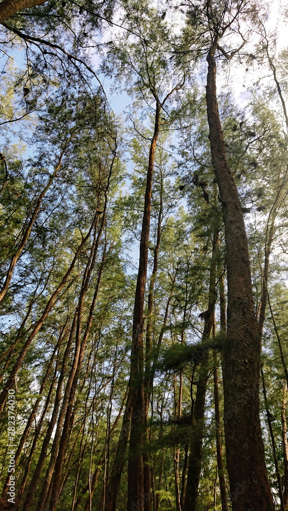 Look up to the sky around Pine forest when sunset time Look up to the sky around Pine forest when sunset time