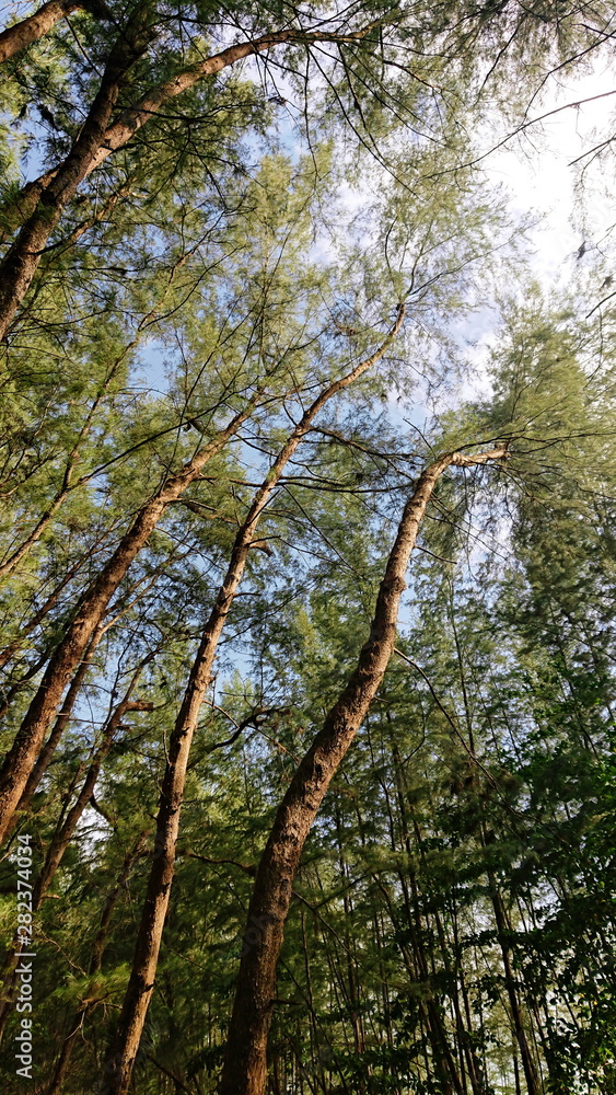 Fototapeta premium Look up to the sky around Pine forest when sunset time 