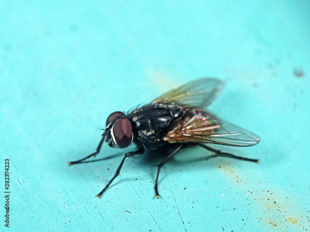 Obraz premium Macro Photo of Housefly on Light Blue Floor