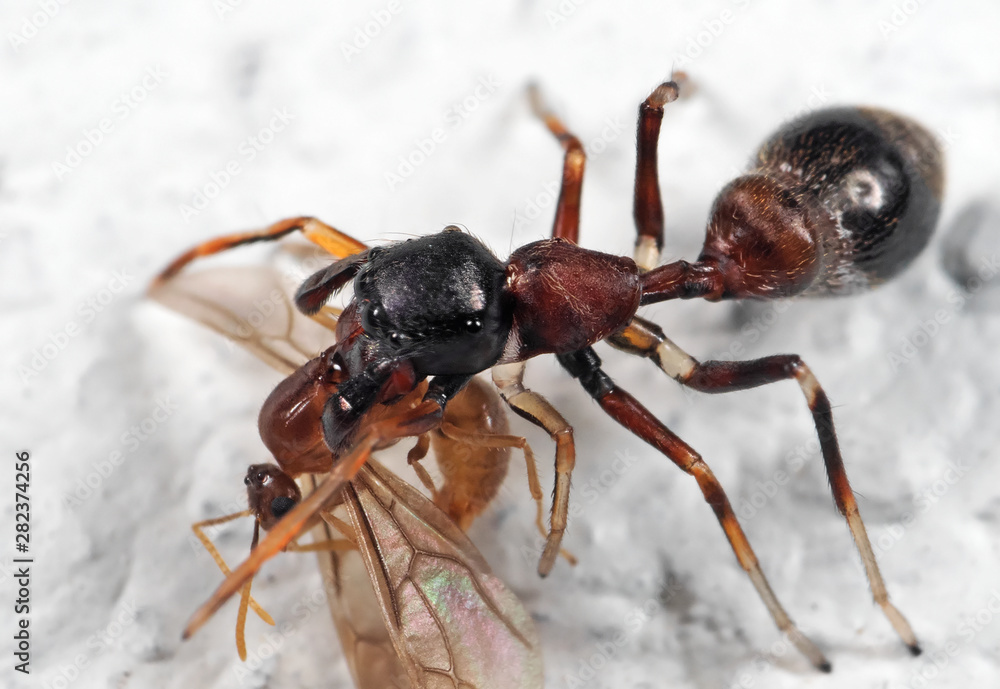Macro Photo of Ant-Mimic Jumping Spider Eating Prey on White Floor Macro Photo of Ant-Mimic Jumping Spider Eating Prey on White Floor