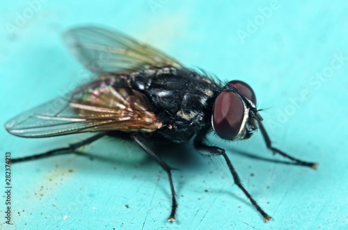 Macro Photo of Housefly on Light Blue Floor