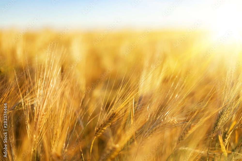 Golden wheat field Golden wheat field