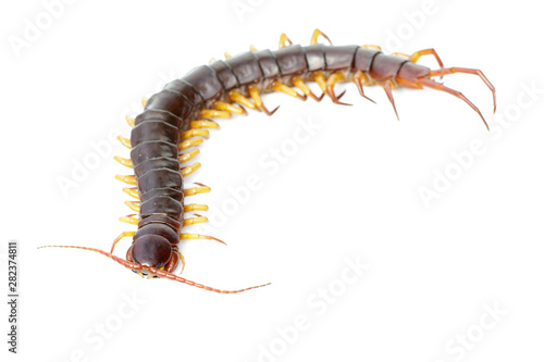 Image of centipedes or chilopoda isolated on white background. Animal. Poisonous animals.