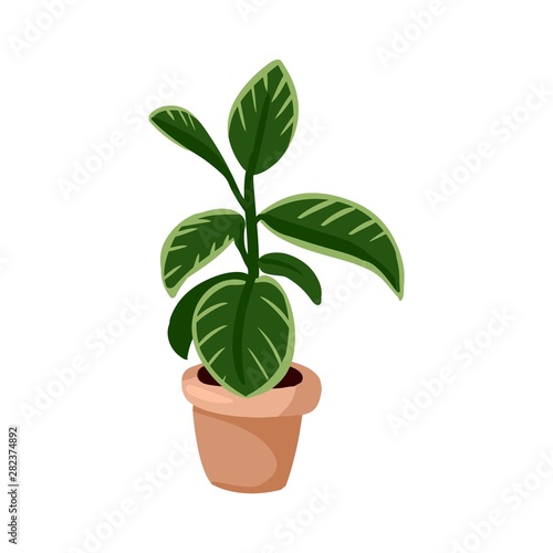 Hygge potted monstera plant. Cozy lagom scandinavian style plant isolated image
