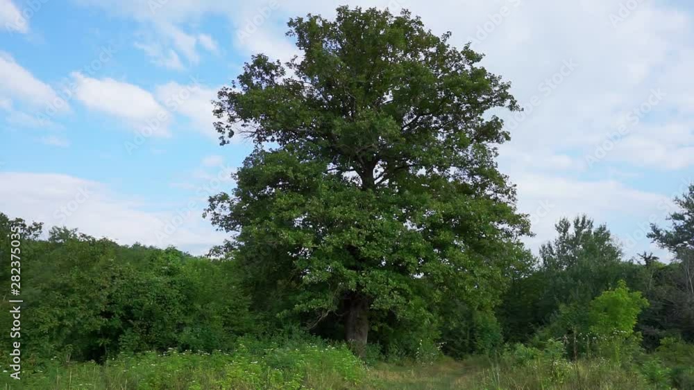 huge ancient oak among other trees.old big tree huge ancient oak among other trees.old big tree