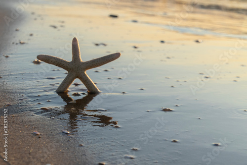 Estrella de mar
