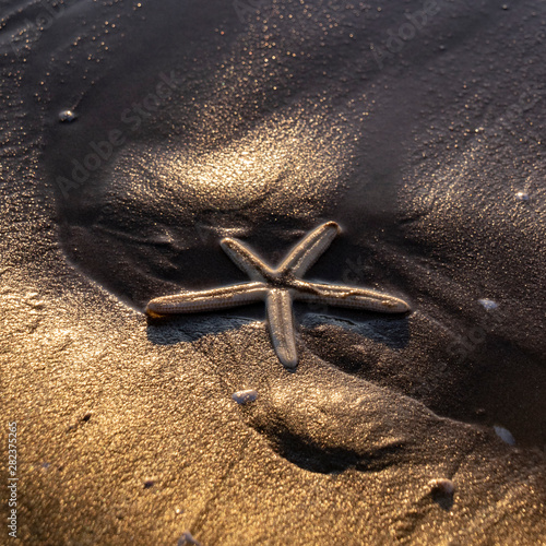 Estrella de mar