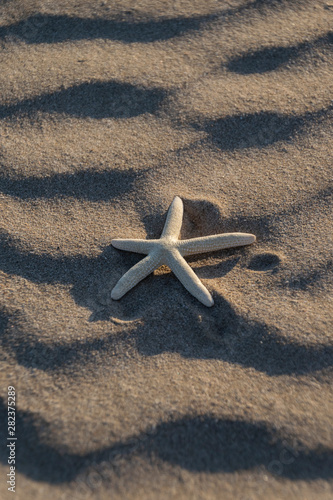 Estrella de mar
