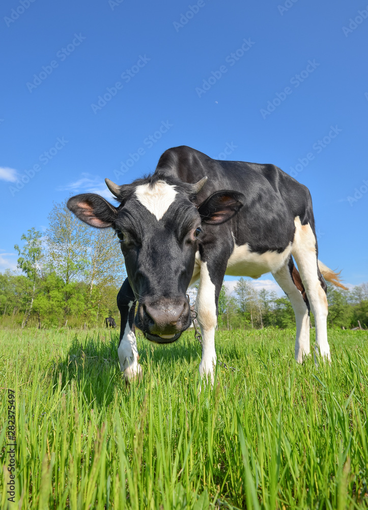 Cow grazing on the farm and looking into camera. Black and white young cow grazing on a pasture. Cow grazing on the farm and looking into camera. Black and white young cow grazing on a pasture.
