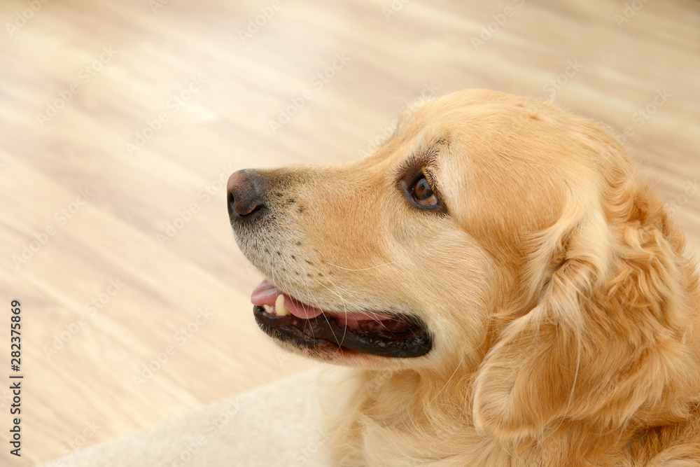 golden retriever dog looking  attentively