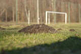 Talpa europaea played with playground in czech republic. He was plowing whole soccer field in just two weeks. In foreground huge hill of earth and in background soccer goal