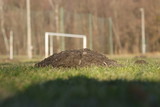 Detail on hard working and industriousness small blinded animal european mole. Huge scoop of earth. Talpa europaea Devastate soccer field.