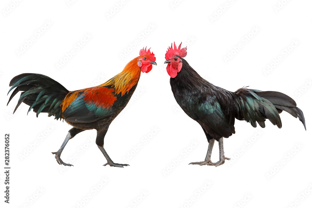 Fototapeta premium Rooster walking isolated on white background.
