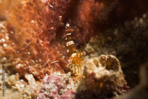 Squat Shrimp (Anemone Shrimp)