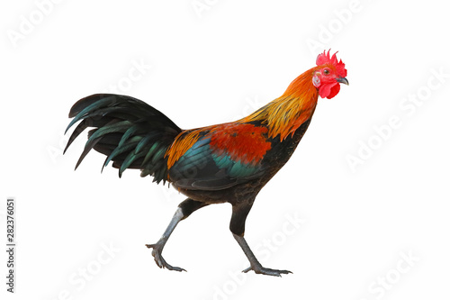Rooster walking isolated on white background. © Passakorn
