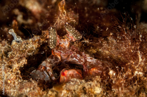 Lisa's Mantis Shrimp, Lysiosquillina lisa