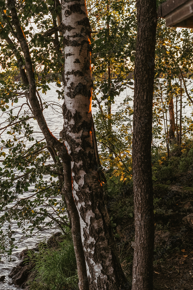 Fototapeta premium Landscape of Northern coniferous forest and river at sunset