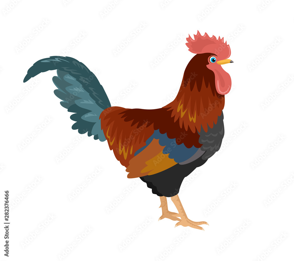 Rooster isolated on white background. Vector illustration of farm bird, cock in cartoon simple flat style.