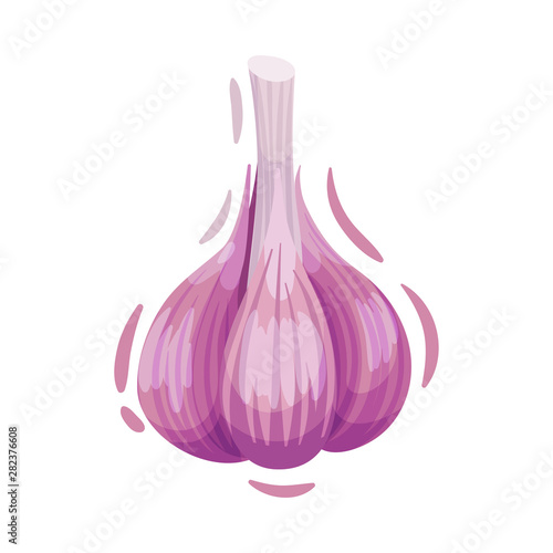 Whole head of garlic. Vector illustration on white background. © Happypictures