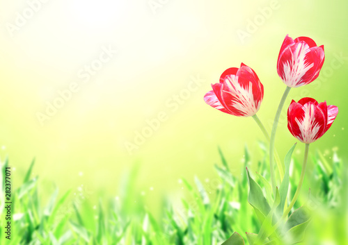 Three tulips on sunny spring background