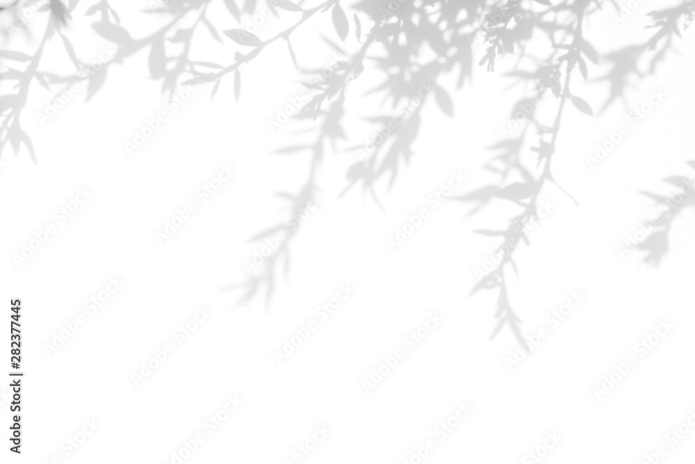 Plakat Gray shadow of the tree leaves on a white wall. Abstract neutral nature concept blurred background. Space for text.