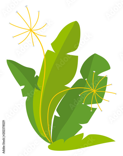 Aragula or rucola green herb, seasoning or condiment plant with thyme. Harvesting product, healthy meal, leaves ingredient, dill or fennel, vegan vector