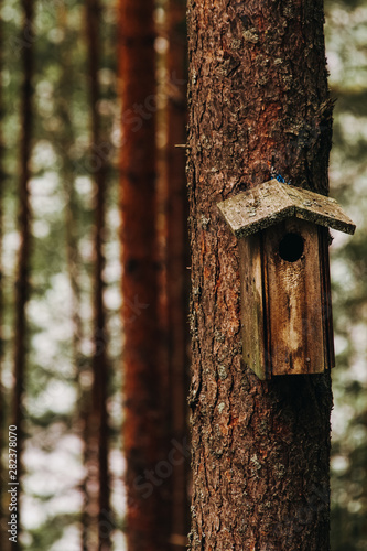 Birdhouse on a tree trunk in a pine forest