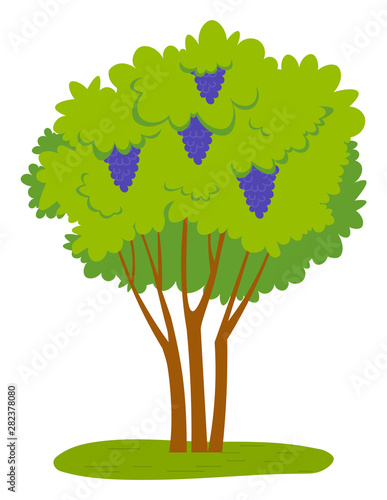 Grapes growing on green bunch with fresh vibrant leaves. Vector juicy fruit, winemaking and viticulture industry. Grapevine plant with sweet purple desserts
