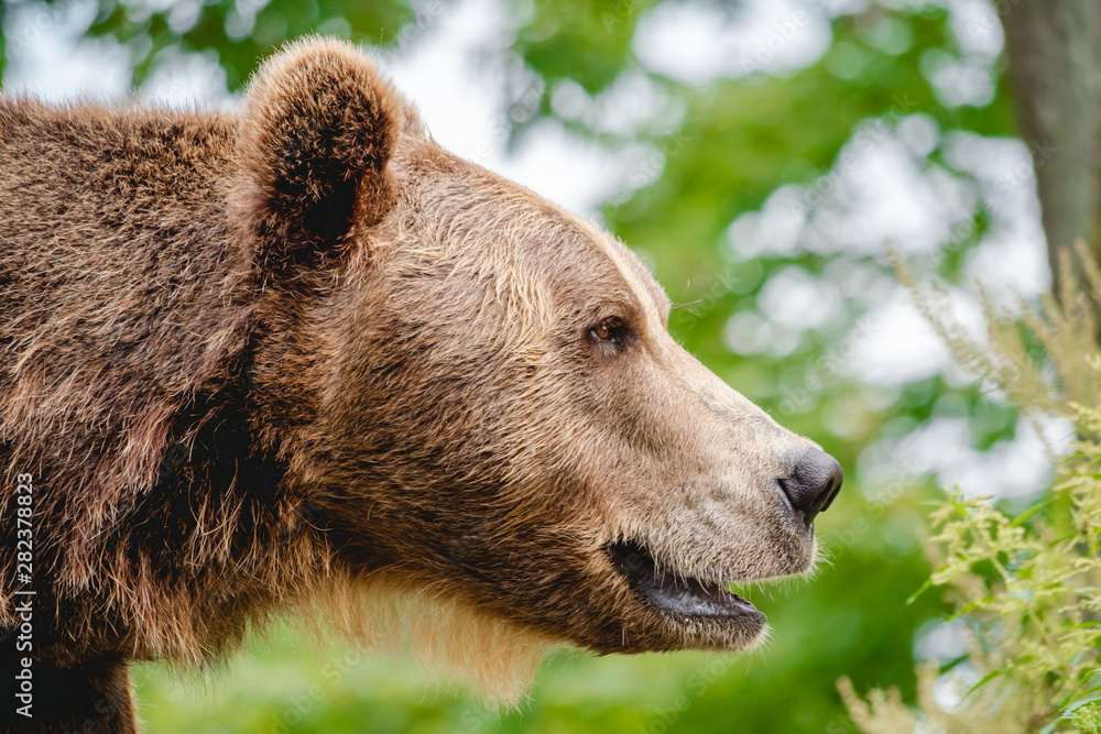 Portrait of an adult brown bear.