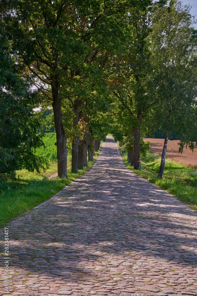 Country road,green trees and sun.Poland