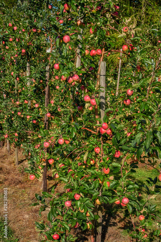 Poland around the city of Elblag, growing apples
