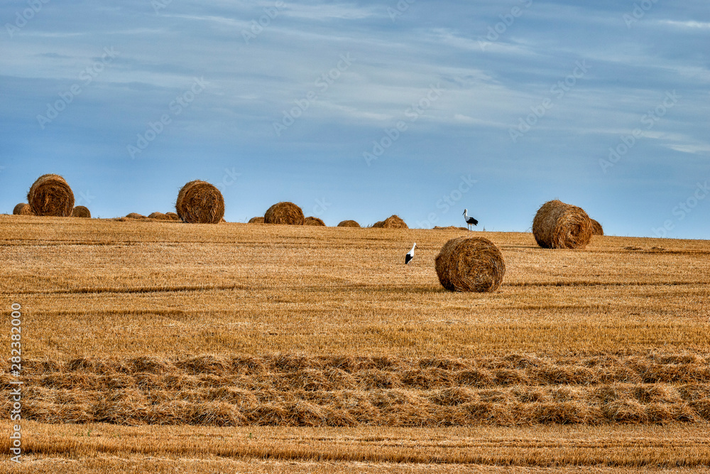 Rolls of hay on the field after harvest end stork