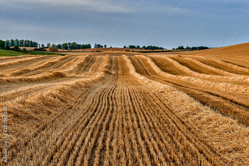 Fototapeta premium Field of ripening cereal, Poland around the town of Sztum